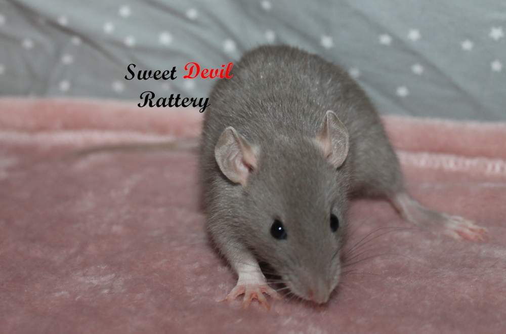 Fancy rat Breeder Rattus norvegicus 