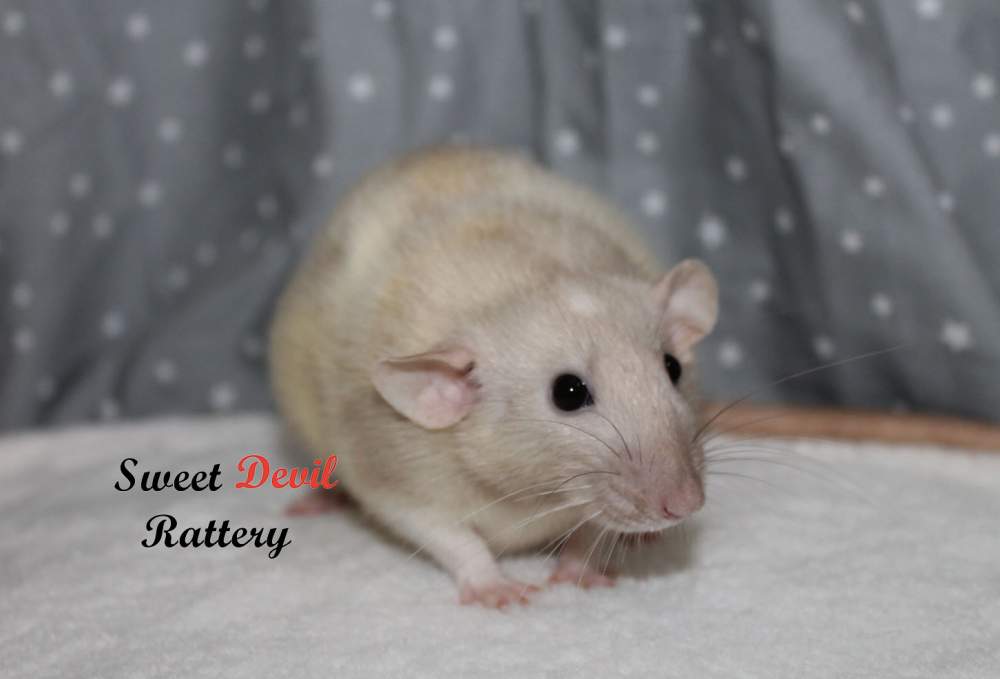 Fancy rat Breeder Rattus norvegicus 