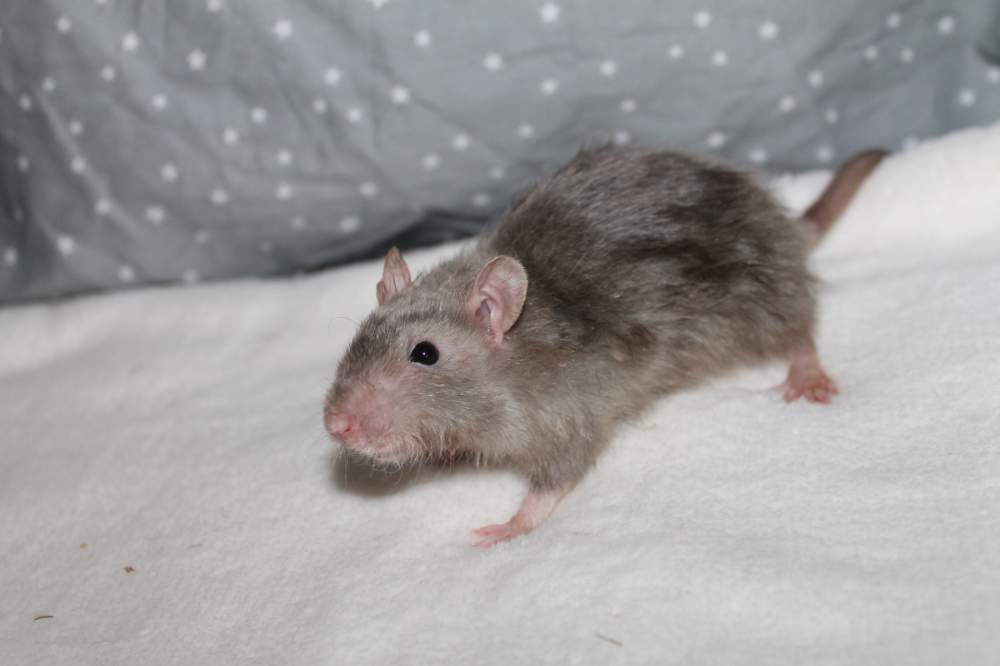 Fancy rat Pet only Rattus norvegicus 