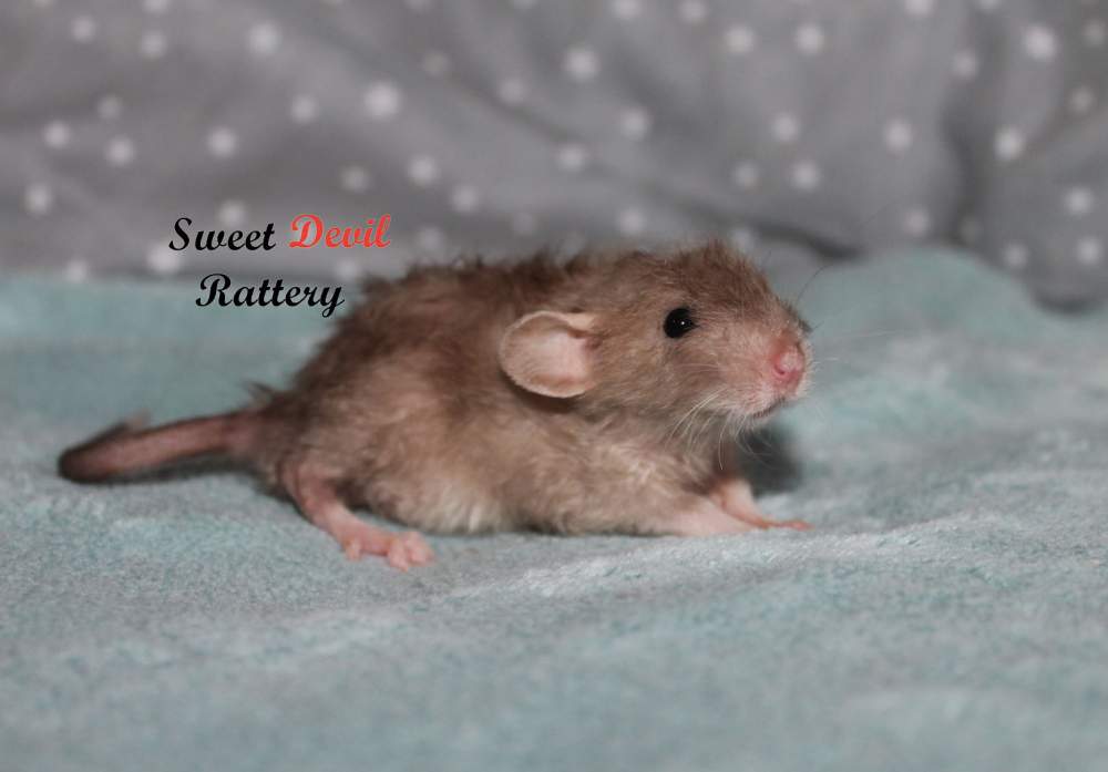 Fancy rat Breeder Rattus norvegicus 