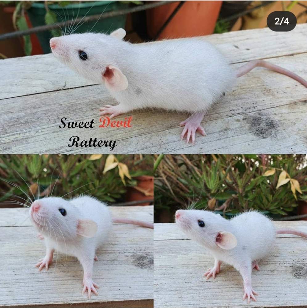 Fancy rat Pet only Rattus norvegicus 