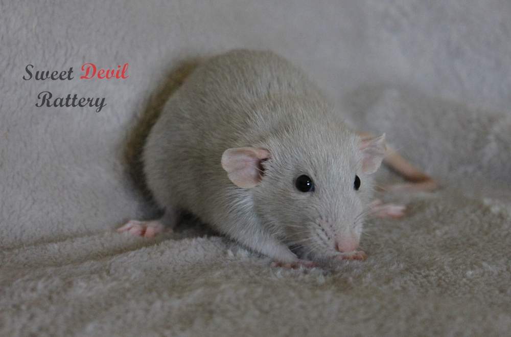 Fancy rat Breeder Rattus norvegicus 