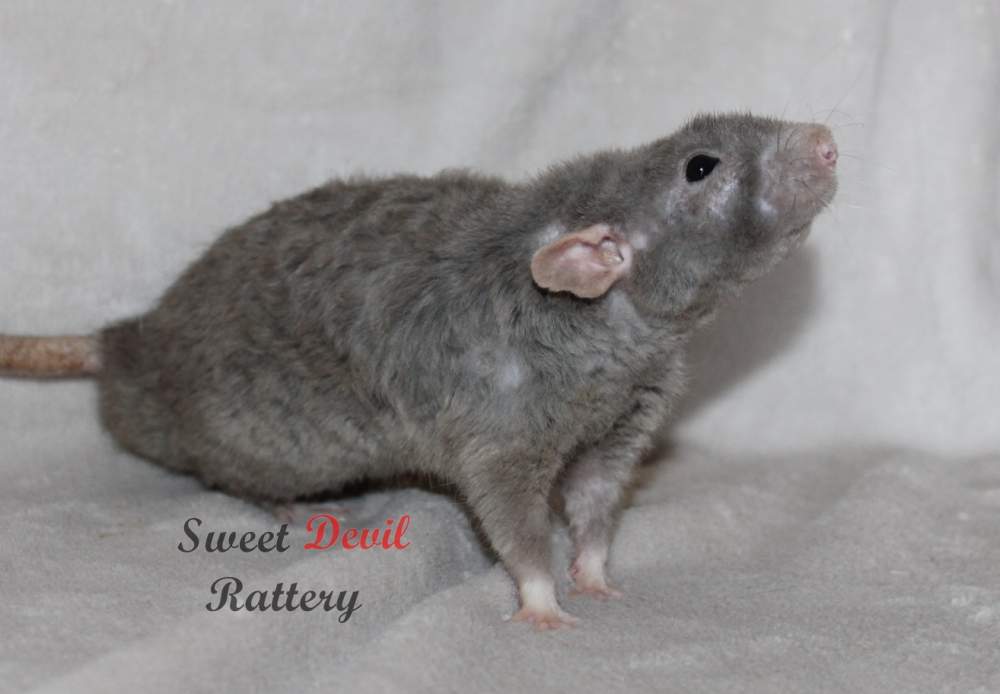 Fancy rat Pet only Rattus norvegicus 