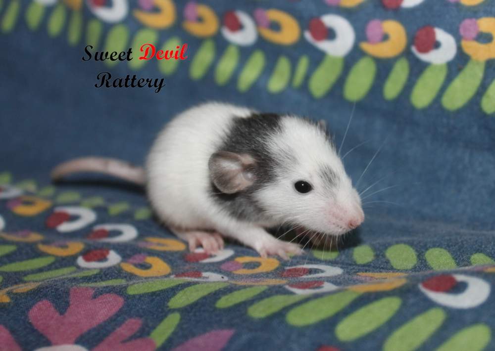 Fancy rat Breeder Rattus norvegicus 