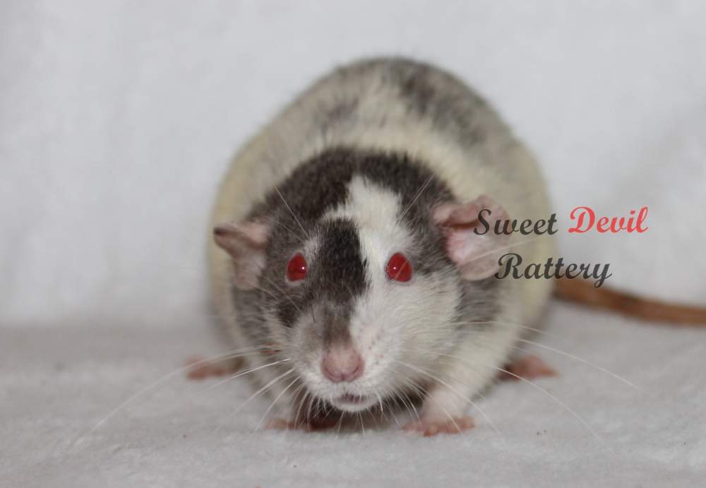 Fancy rat Breeder Rattus norvegicus 