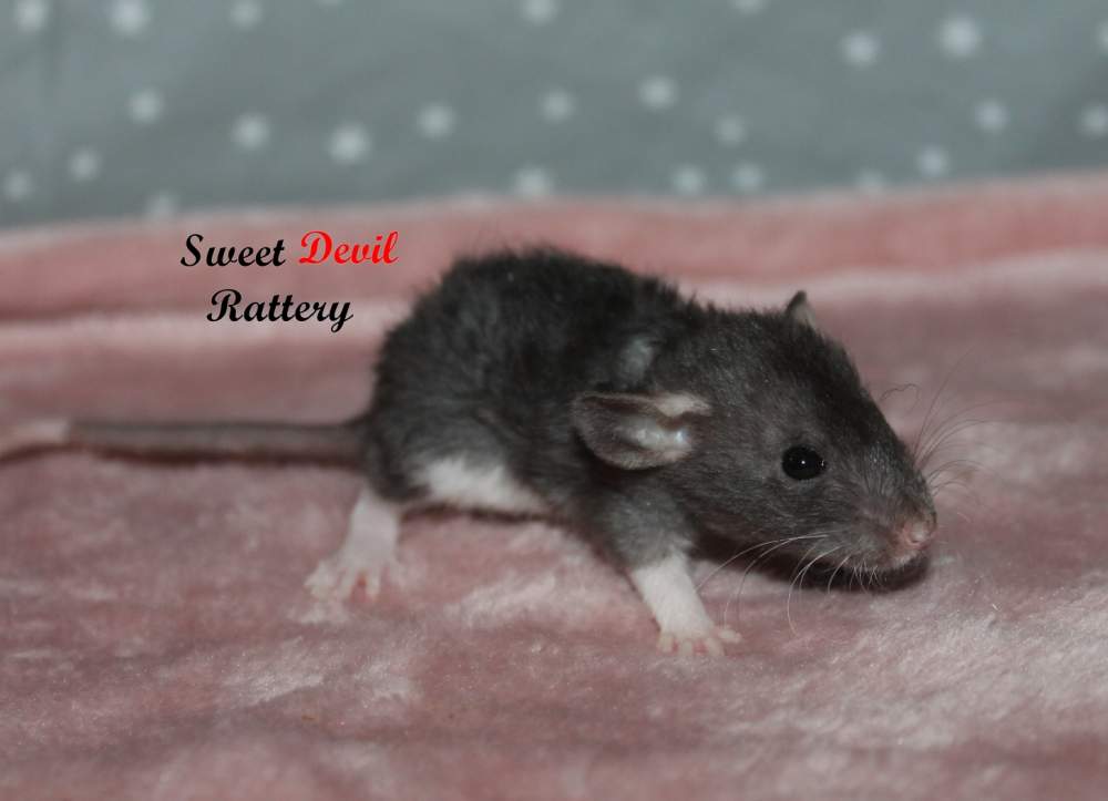 Fancy rat Available for rehoming Rattus norvegicus 