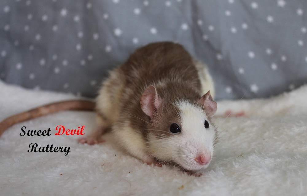 Fancy rat Breeder Rattus norvegicus 