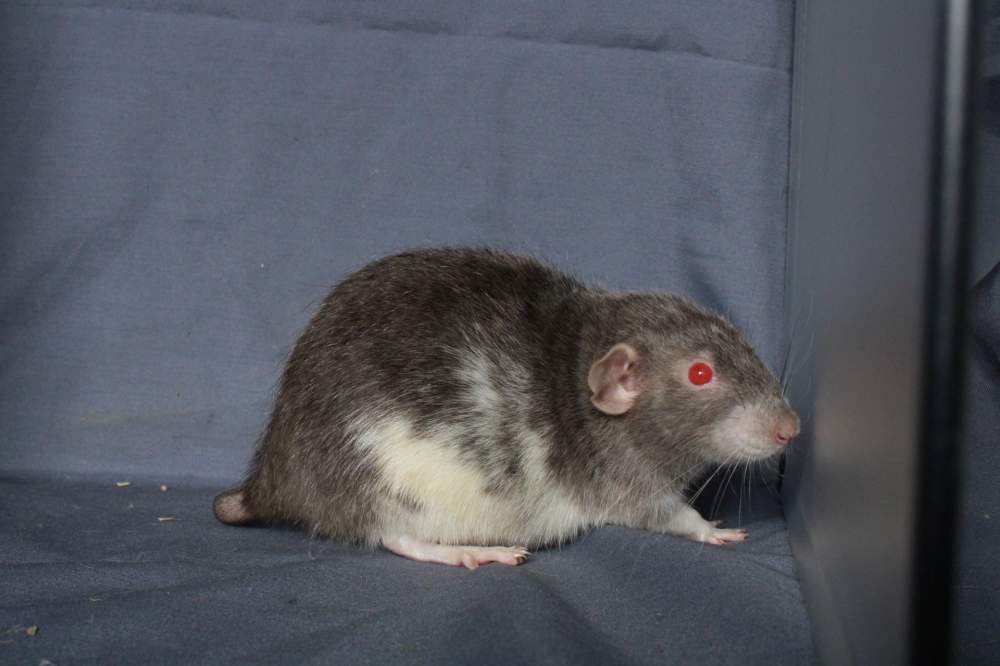 Fancy rat Breeder Rattus norvegicus 