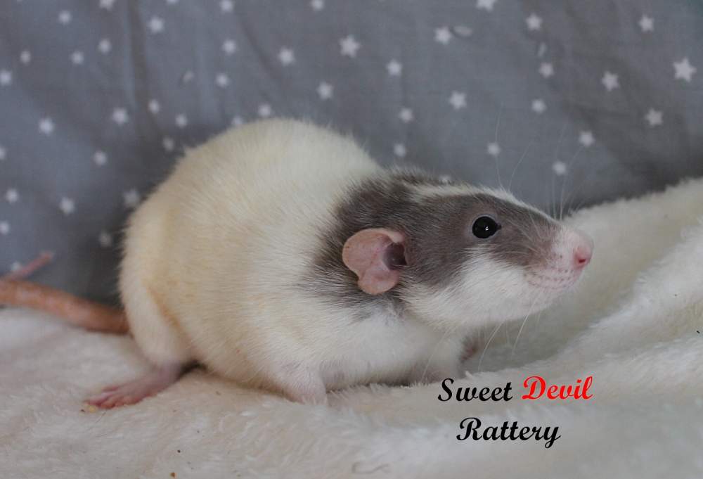 Fancy rat Breeder Rattus norvegicus 