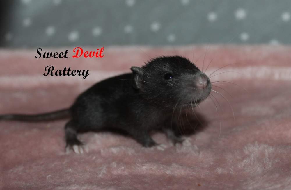 Fancy rat Rehomed Rattus norvegicus 