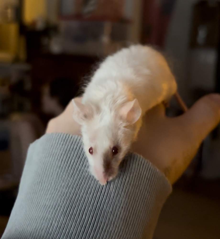 Fancy mouse Deceased Mus musculus 