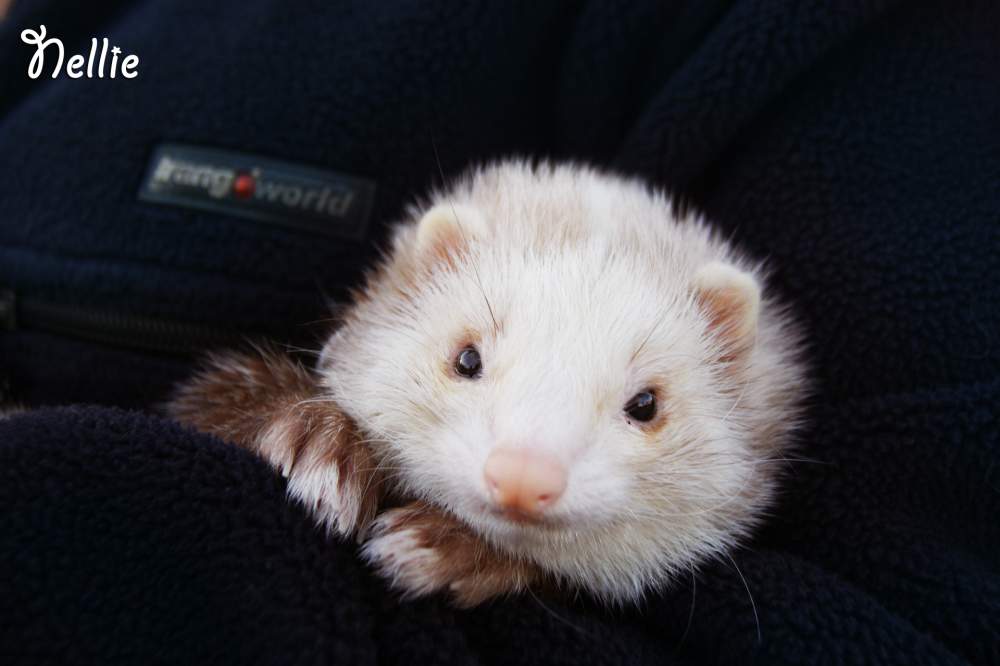 Ferret Breeder Mustela putorius 