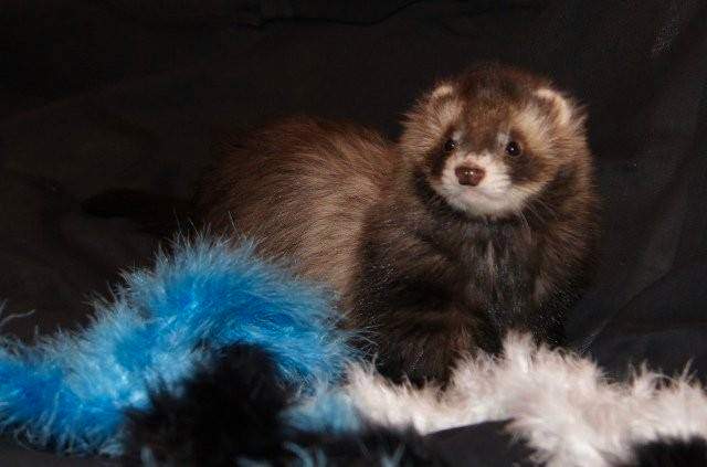 Ferret Owned by other Mustela putorius 