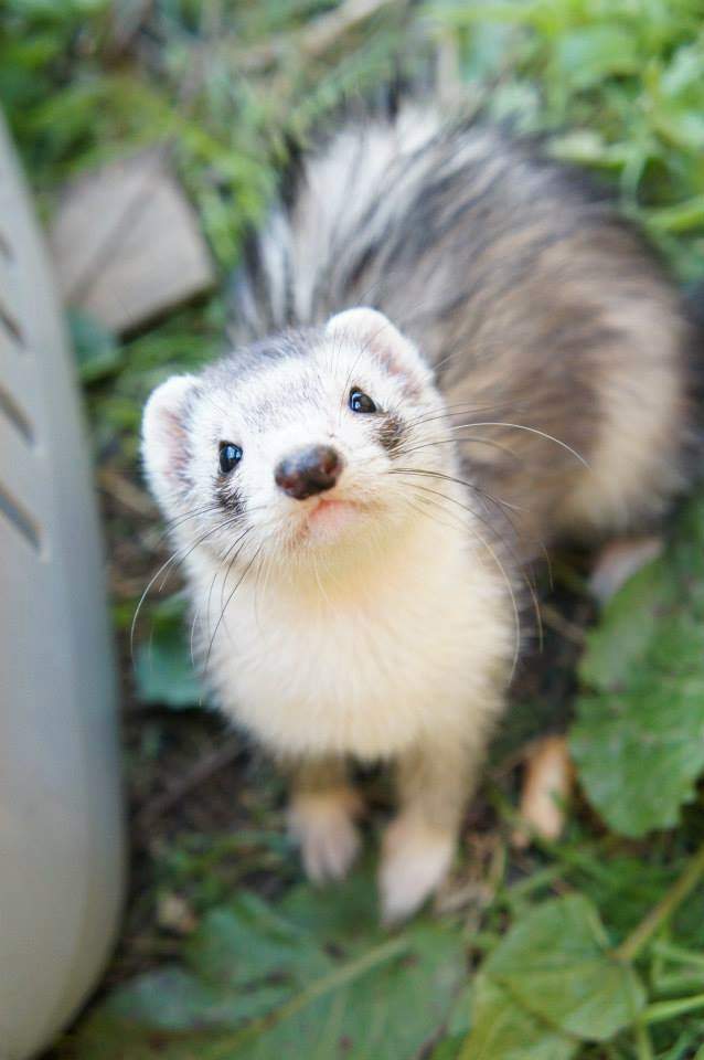 Ferret Owned by other Mustela putorius 