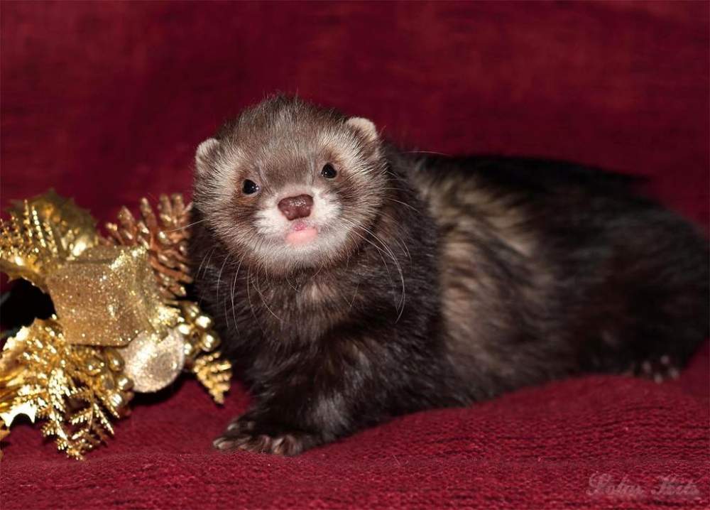 Ferret Owned by other Mustela putorius 