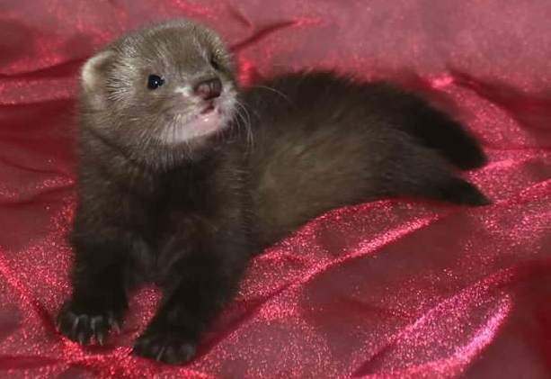 Ferret Owned by other Mustela putorius 