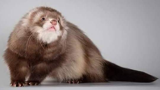 Ferret Owned by other Mustela putorius 