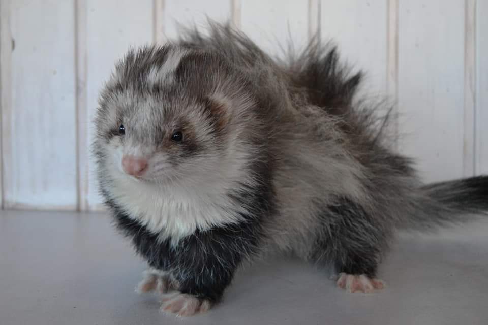 Ferret Breeder Mustela putorius 