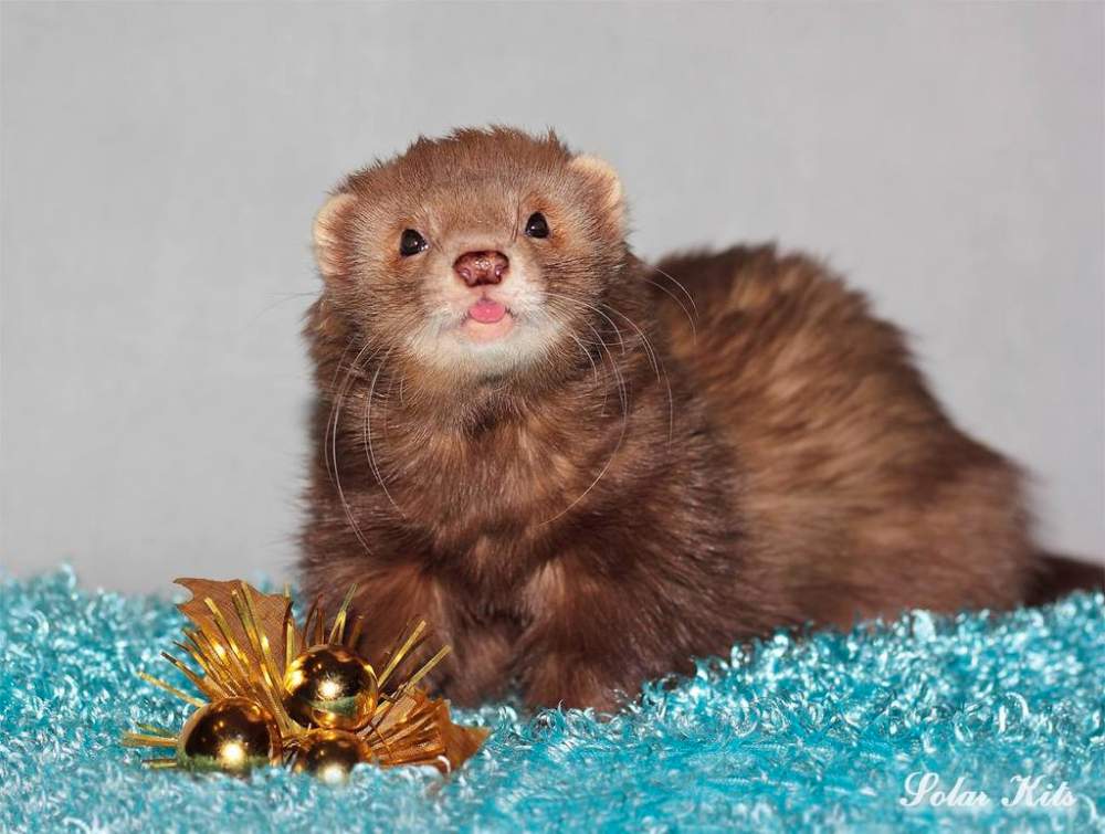 Ferret Owned by other Mustela putorius 