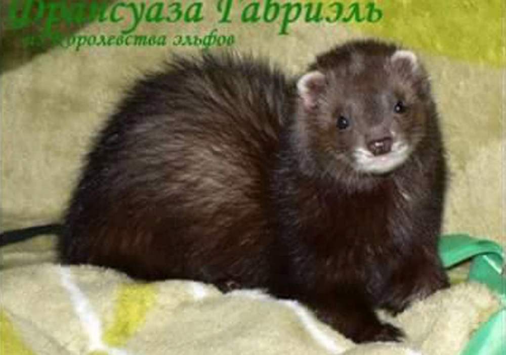 Ferret Owned by other Mustela putorius 