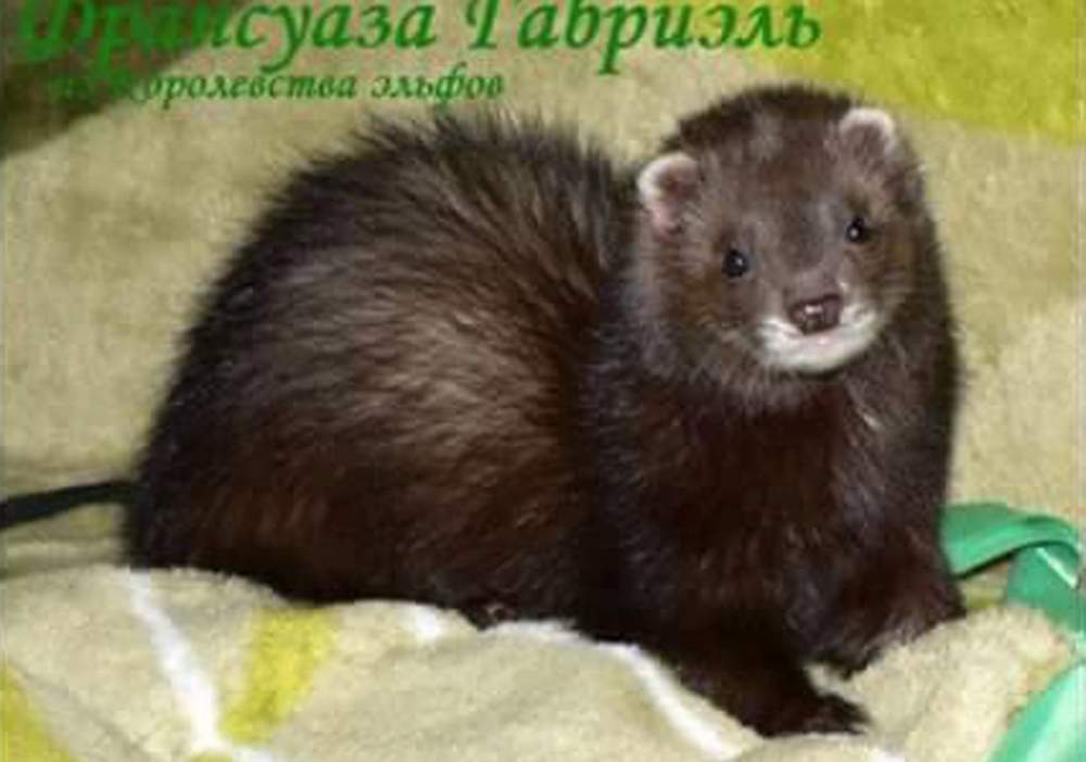 Ferret Owned by other Mustela putorius 