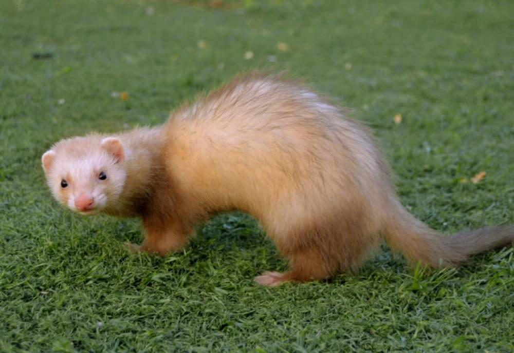 Ferret Owned by other Mustela putorius 