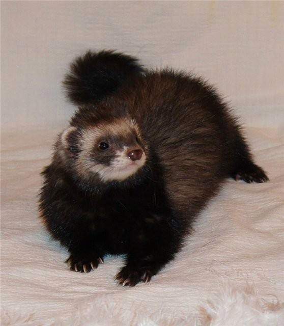 Ferret Owned by other Mustela putorius 