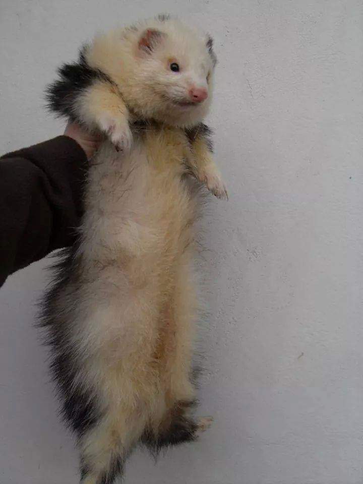 Ferret Owned by other Mustela putorius 