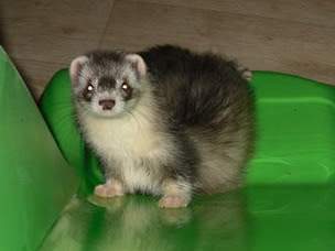 Ferret Owned by other Mustela putorius 