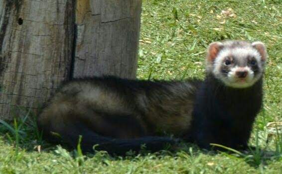 Ferret Owned by other Mustela putorius 