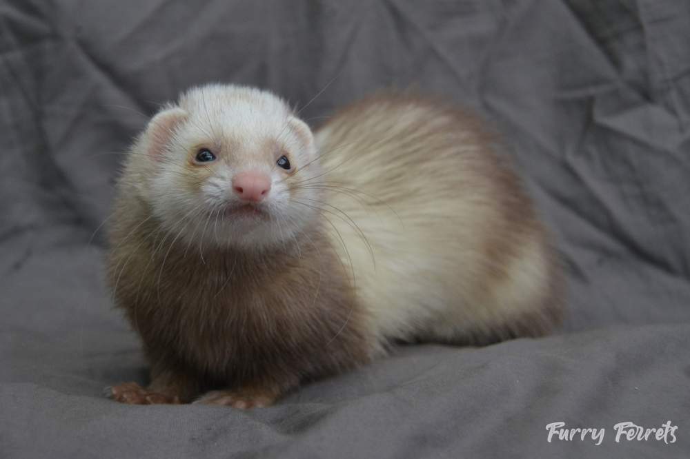 Ferret Breeder Mustela putorius 