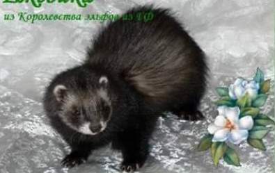 Ferret Owned by other Mustela putorius 