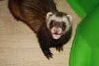 Ferret Owned by other Mustela putorius 