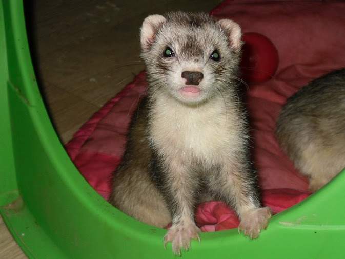 Ferret Owned by other Mustela putorius 