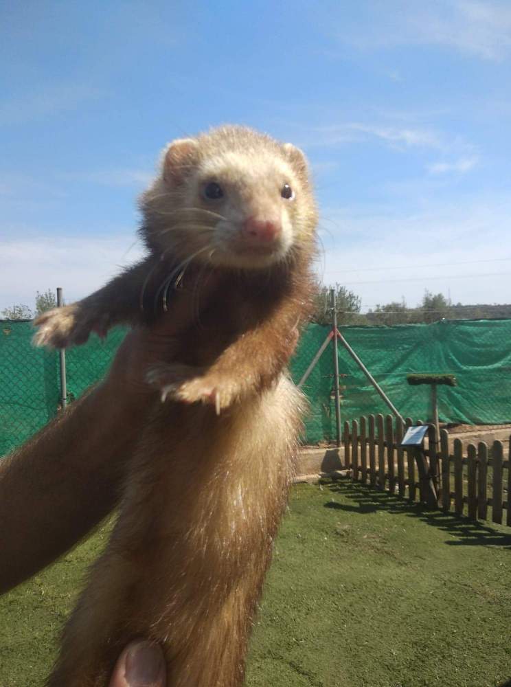 Ferret Owned by other Mustela putorius 