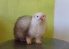 Ferret Owned by other Mustela putorius 