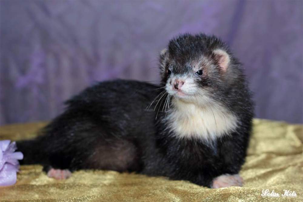 Ferret Owned by other Mustela putorius 