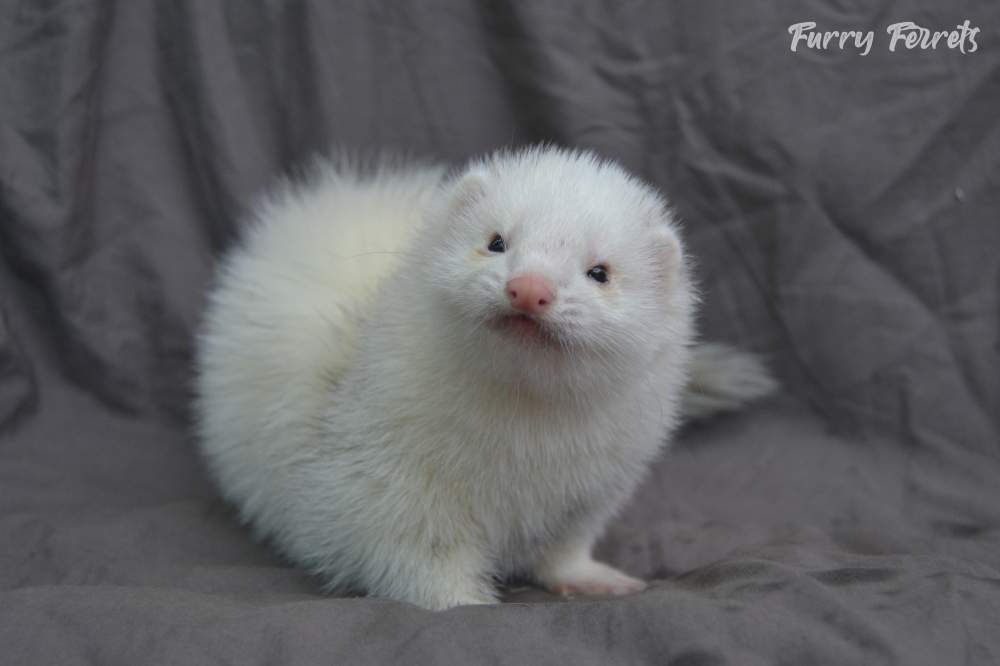 Ferret Retired Mustela putorius 