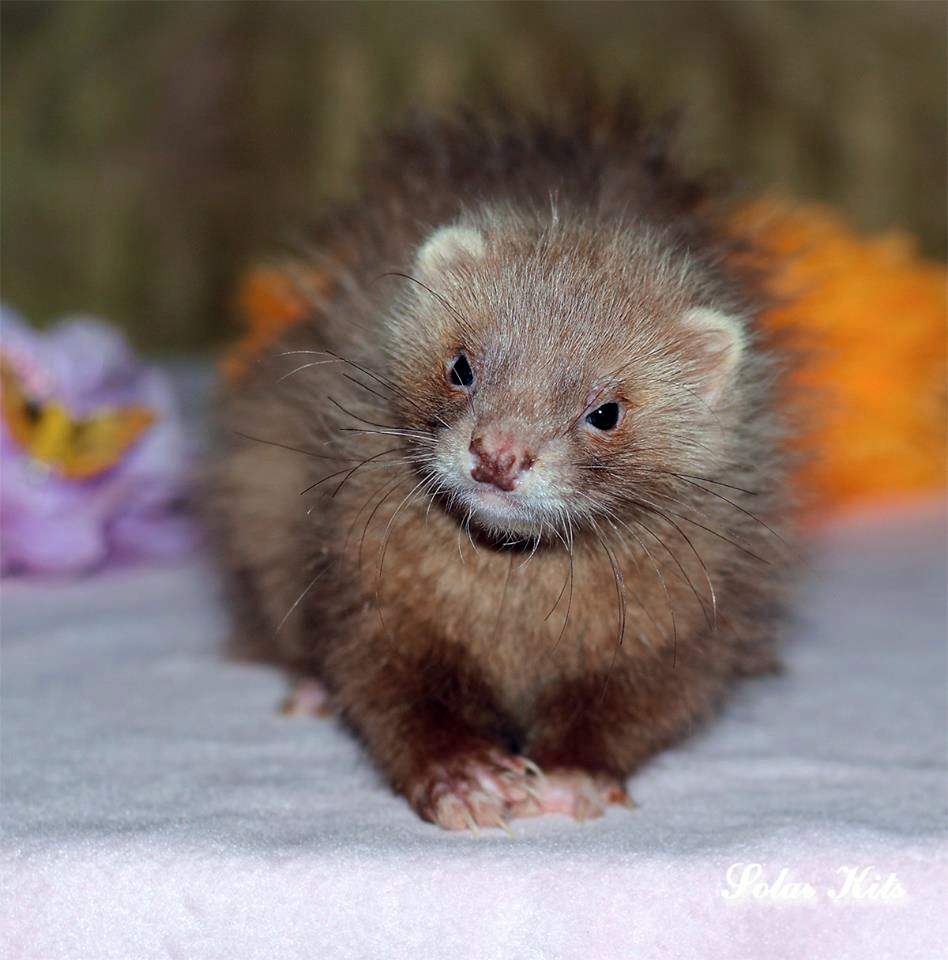 Ferret Owned by other Mustela putorius 