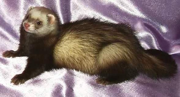 Ferret Owned by other Mustela putorius 