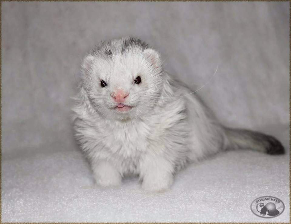 Ferret Owned by other Mustela putorius 