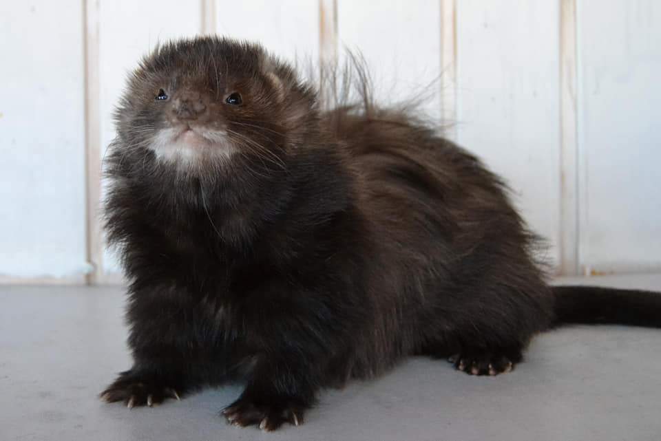 Ferret Deceased Mustela putorius 