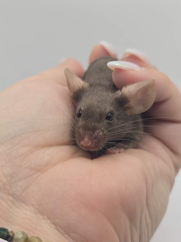 Fancy mouse Breeder Mus musculus 