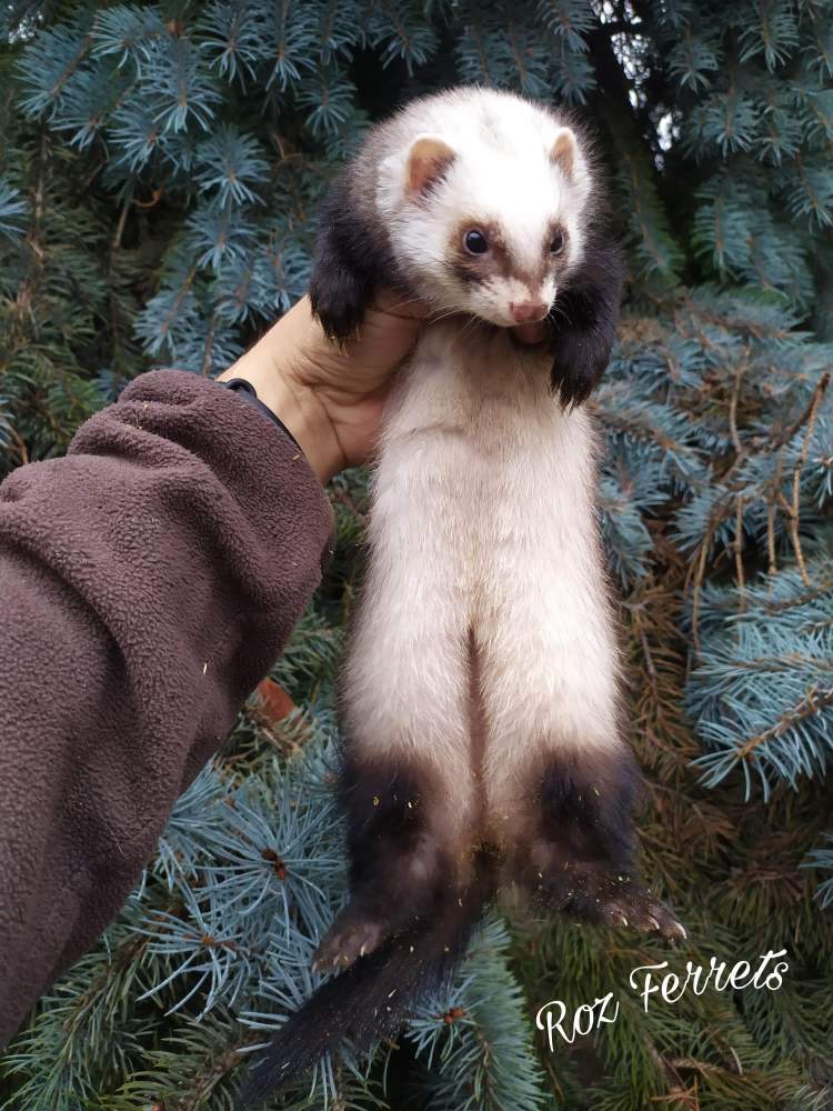 Ferret Breeder Mustela putorius 