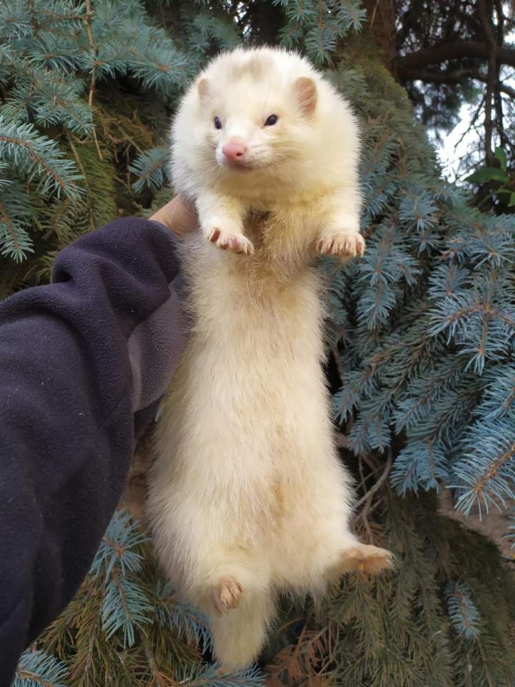 Ferret Breeder Mustela putorius 