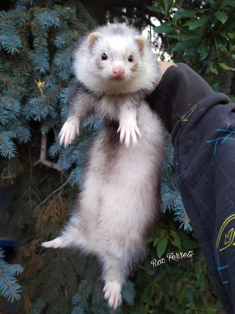 Ferret Breeder Mustela putorius 