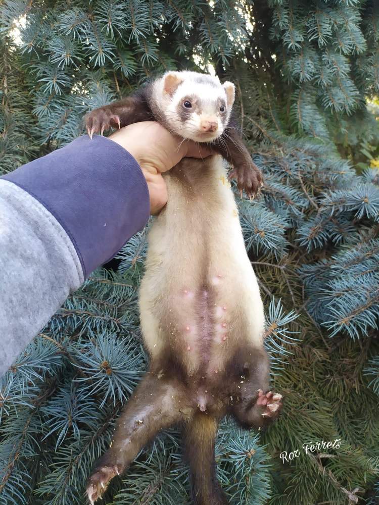 Ferret Breeder Mustela putorius 