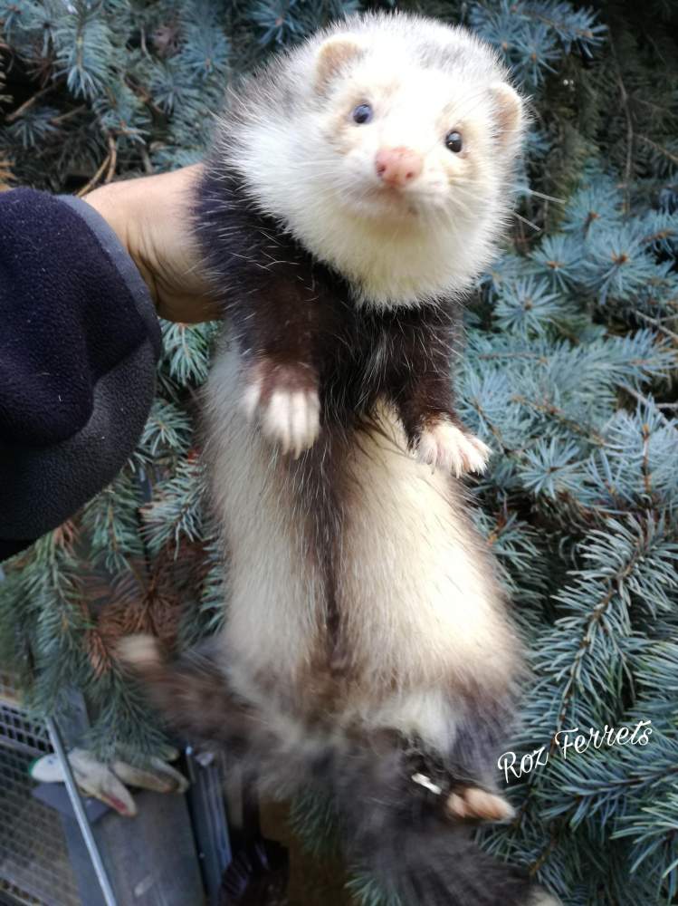 Ferret Breeder Mustela putorius 