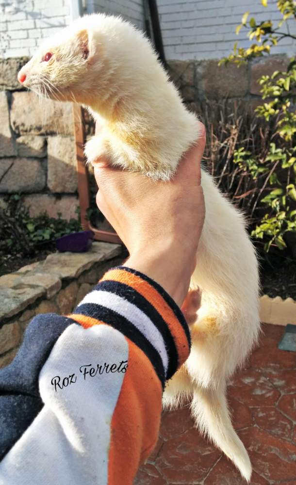 Ferret Retired Mustela putorius 