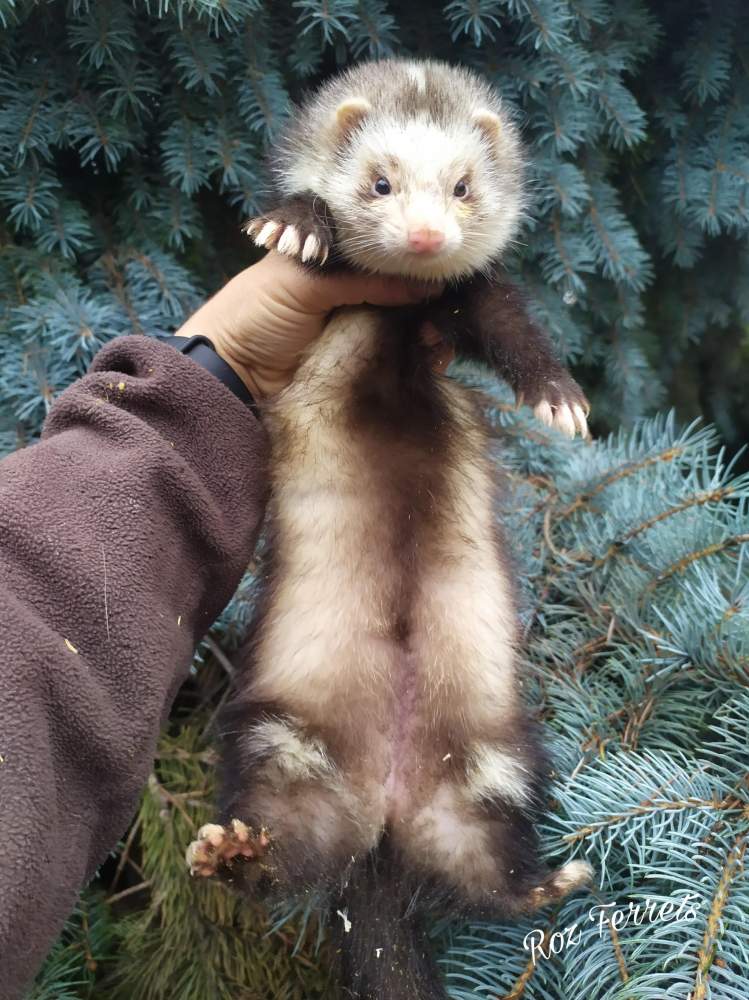 Ferret Breeder Mustela putorius 